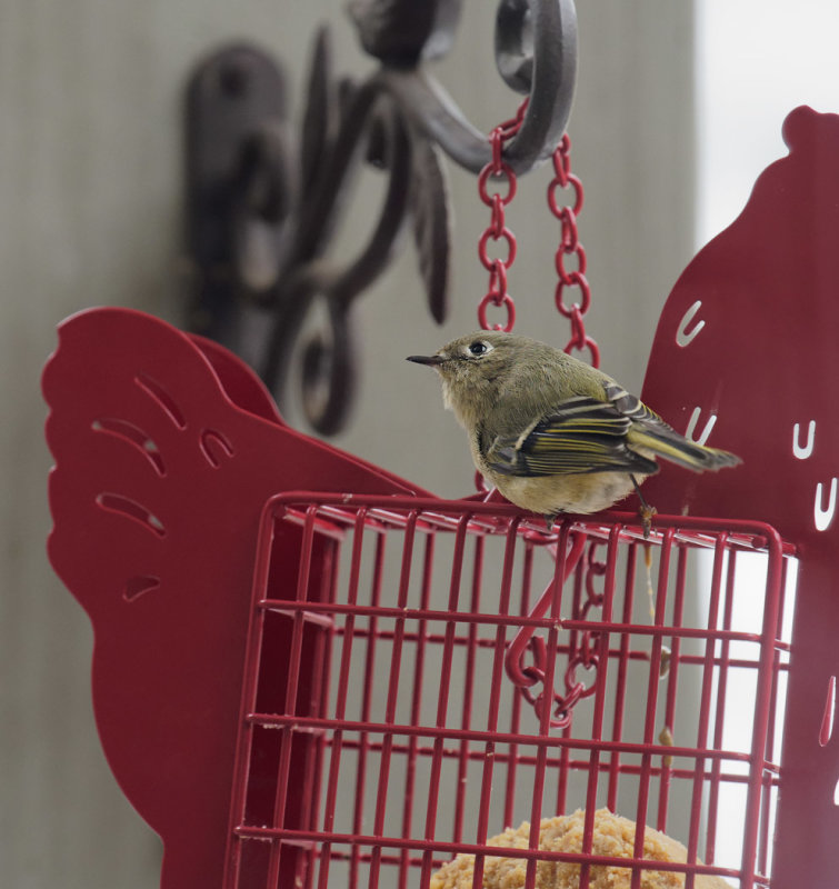 DSC03648D Female Ruby Crowned Kinglet