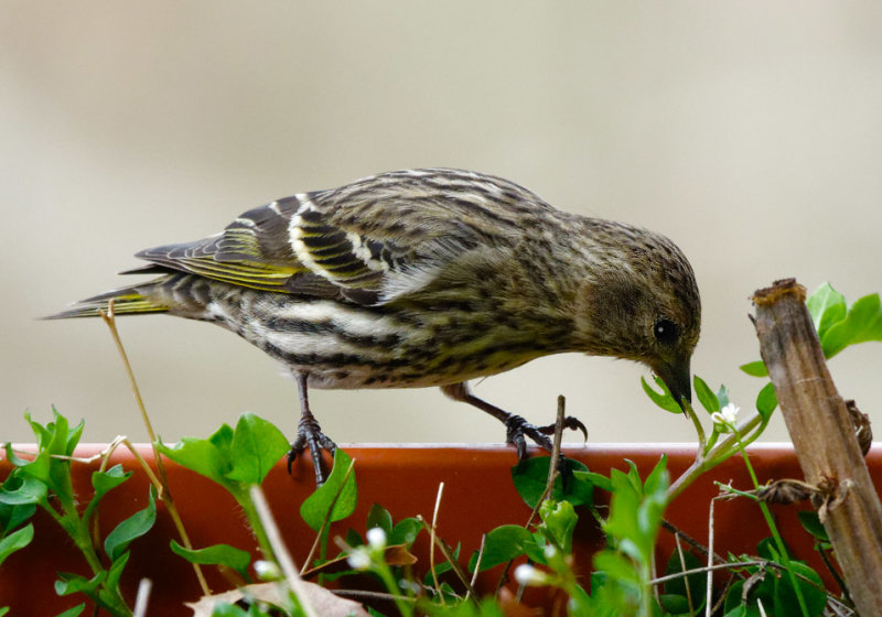 Eating Chickweed