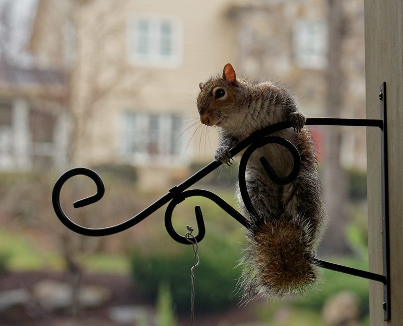 DSC04406D Smart Squirrel