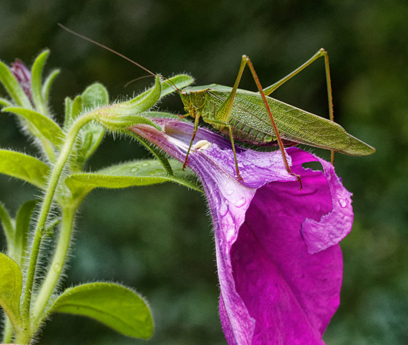 PA050311D Katydid on Wave petunia