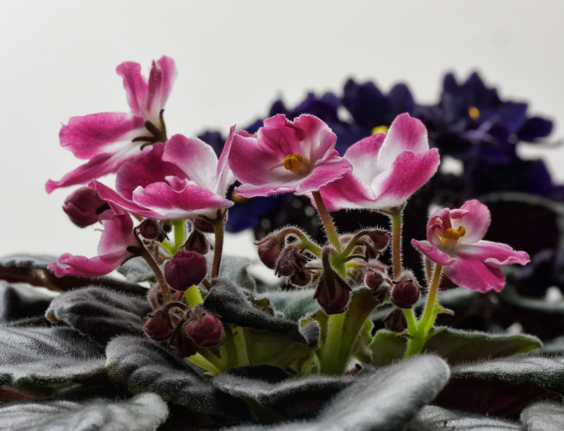 African Violet Buds