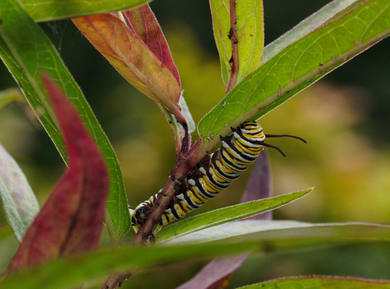 P8150041DxO  Monarch at Work