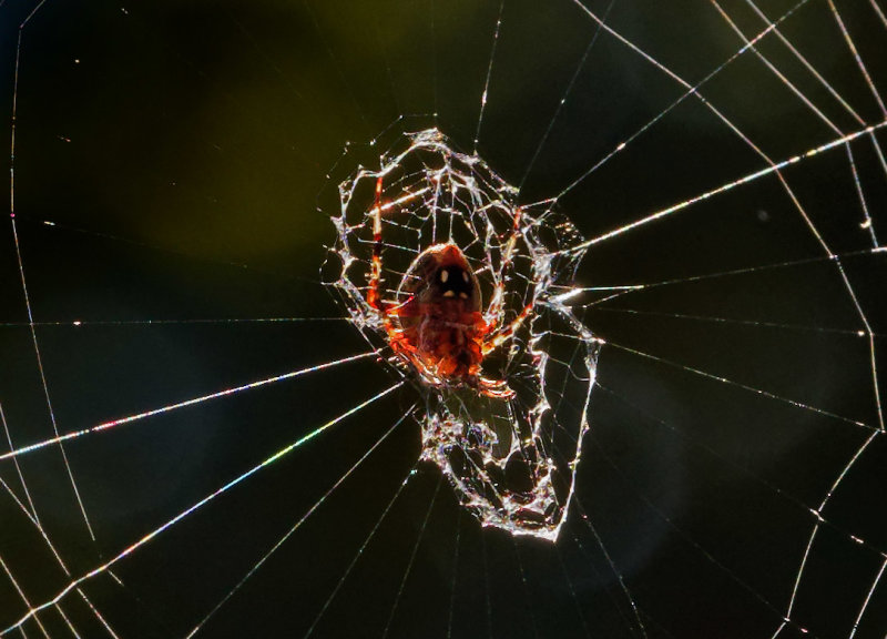 P9150035DxO Spotted Orb Weaver
