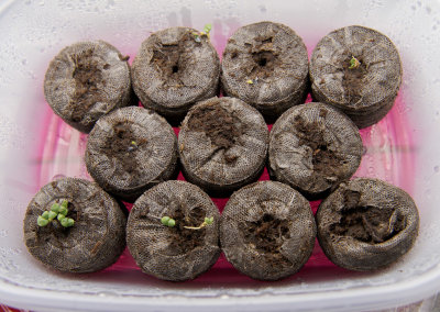 DSC03822 Basil seeds germinating
