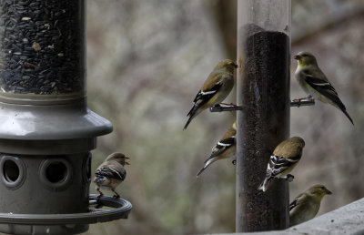 DSC09077_DxO Goldfinches