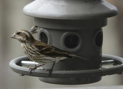 DSC09655 Female Purple Finch