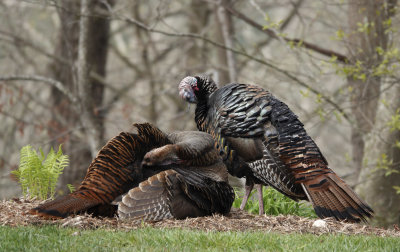 DSC09742 Preening