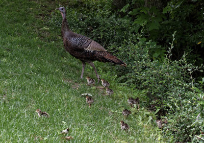 SRX00478 Hen and Poults