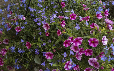 Calibrachoa and Lobelia