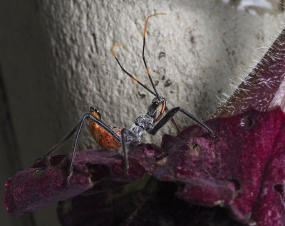Welcome Assassin Bug Nymph