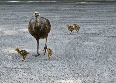 SRX00926_DxO They kept scurrying back to mom