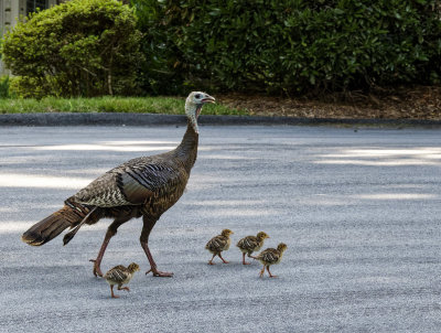 SRX00979_DxO Proud Mama