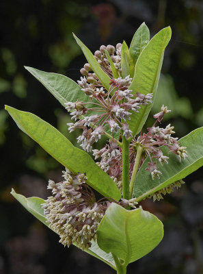 P1170885_DxO_Milkweed