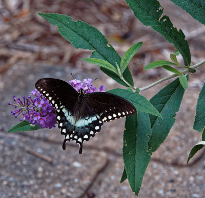 P7140007_DxO Swallowtail.jpg