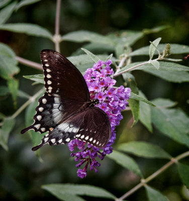 P7140058_DxO Swallowtail 