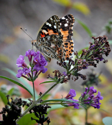 SRX08026 Painted Lady