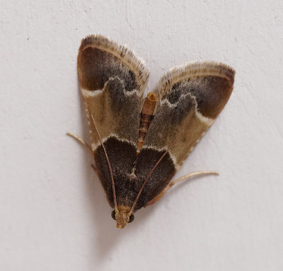 P9160026 Meal Moth - Pyralis Farinalis