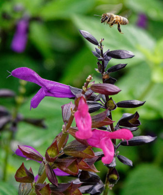 SRX08537_DxO Bee at Salvia.jpg