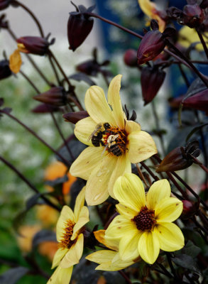 SRX08544_DxO two bees.jpg