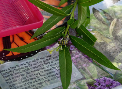 SRX08551_DxO monarch caterpillar.jpg