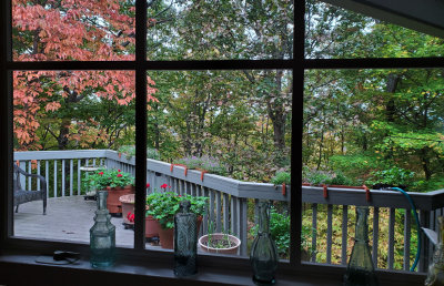 Fall - briefly, through my kitchen window