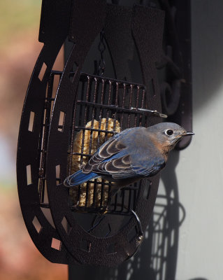 PZ030036 Bluebirds Have Discovered Suet Feeder!
