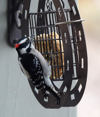 PZ210084_Male Downy Woodpecker