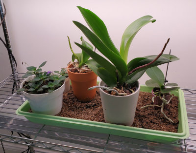 My orchid boarders