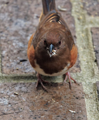 PZ070045 Female_Towhee