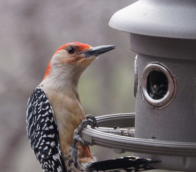 P2230017 I'd rather be on a suet feeder...