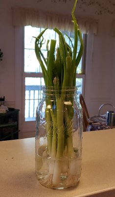 How to store green onions