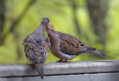 Mourning Dove Courtship