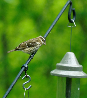 DSC02241DxO Female Rose-Breasted Grosbeak
