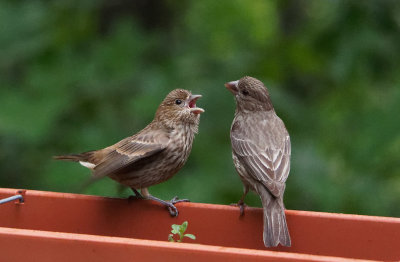 _5270110DxO Feed Me