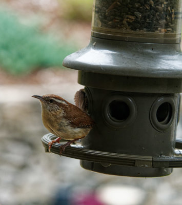 P6150163DxO Carolina Wren