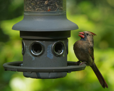 _6170035DxO female cardinal