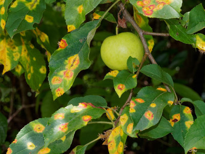 Severely infected apple tree