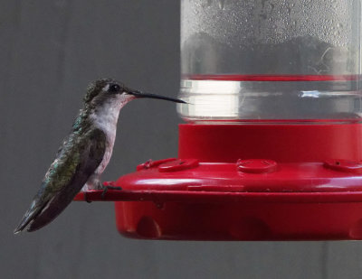_7310093_female hummingbird