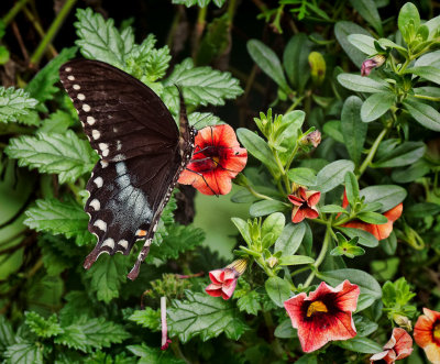 PZ100170DxO Black Swallowtail - Finally!