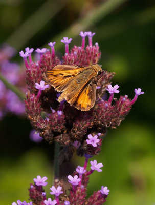 _8170135DxO fiery skipper