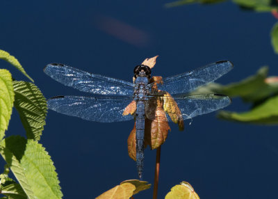 _8180047D dark blue dragonfly
