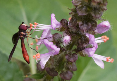 Ocyptamus hoverfly on basil