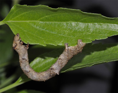 caterpillar outside