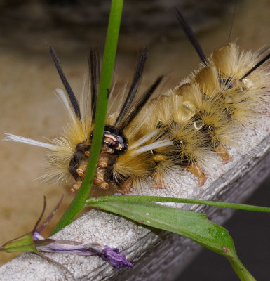 _8310011D Tussock Moth Caterpillar