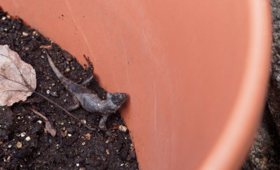 Trapped eastern fence lizard