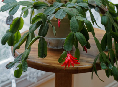 _9190191D Confused Easter Cactus