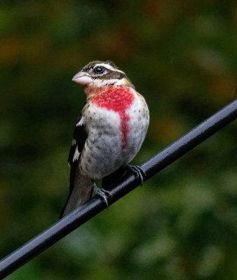 SRX00641D Juvenile Male Rose Breasted Grosbeak