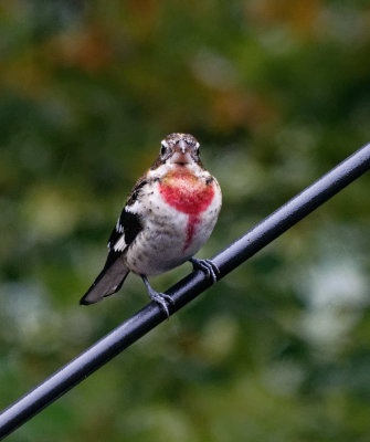 SRX00651D Juvenile Male Rose Breasted Grosbeak