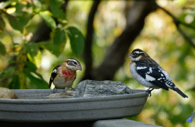 SRX00755D Two Juvenile Rose-Breasted Grosbeaks