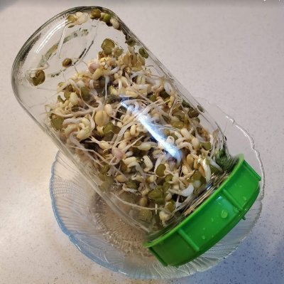 Mung Bean Sprouts